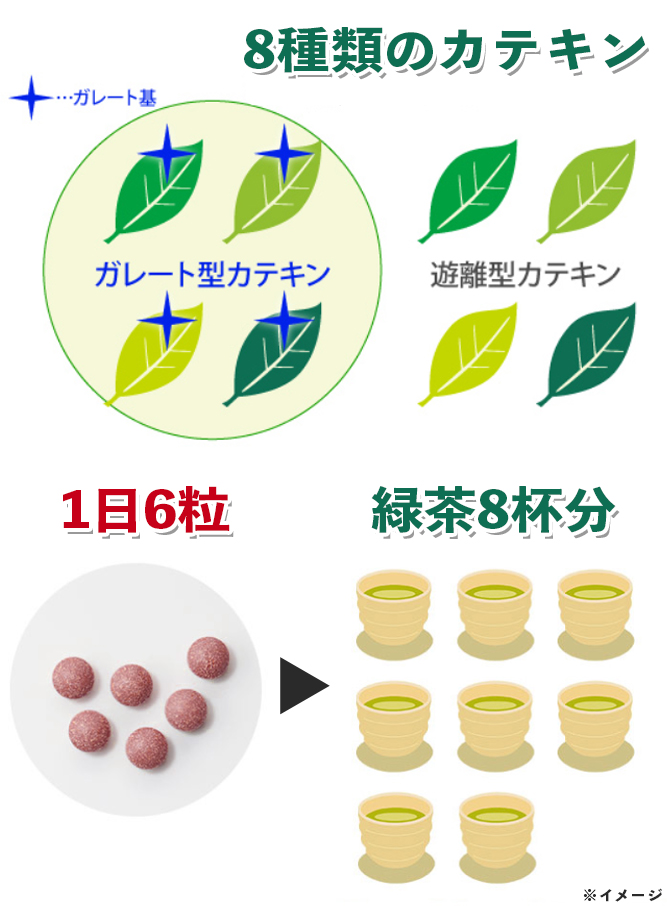 緑茶8杯分の「ガレート型カテキン」含有※
「ガレート型カテキン」には、脂肪の吸収を抑える働きが！