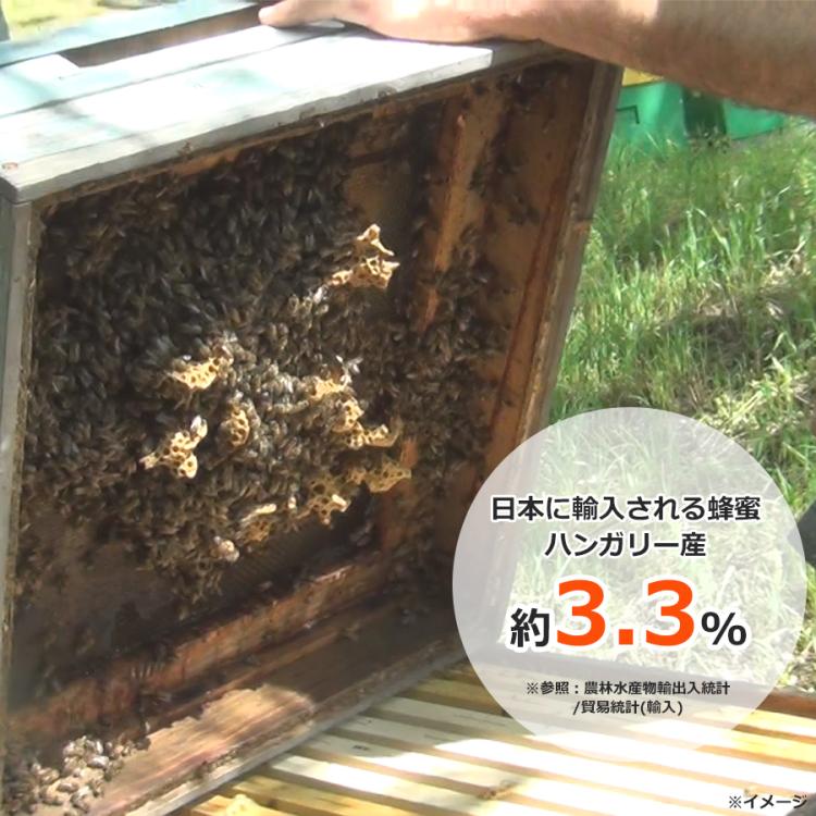 今 お得！】ハンガリー産アカシア蜂蜜／3kg＋180g入りハニー