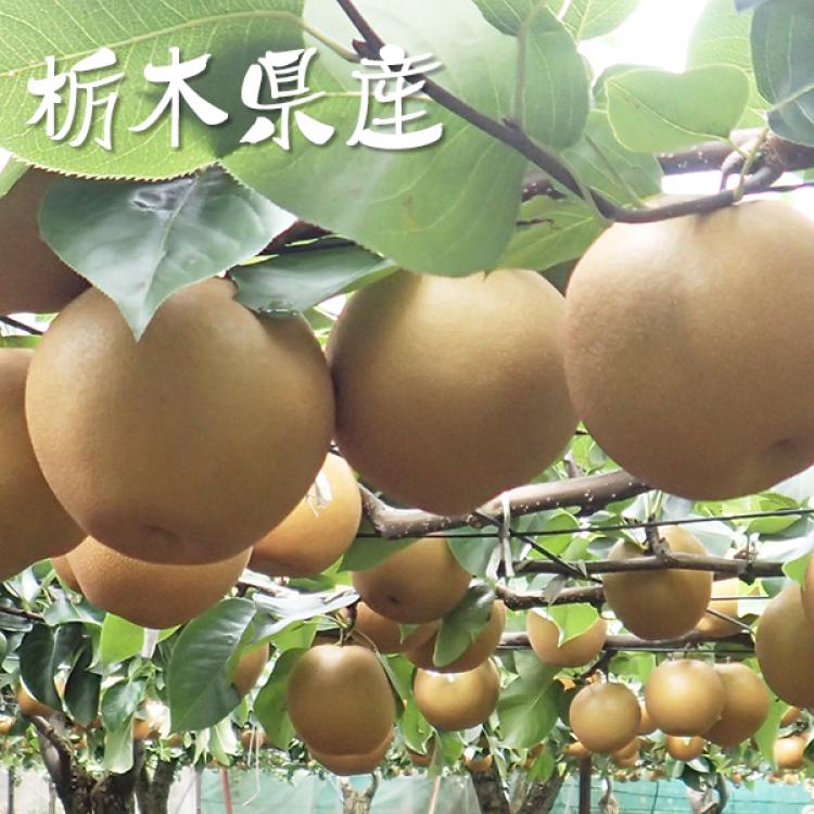 栃木県産 にっこり梨／約5kg（5〜9玉） | TBSショッピング