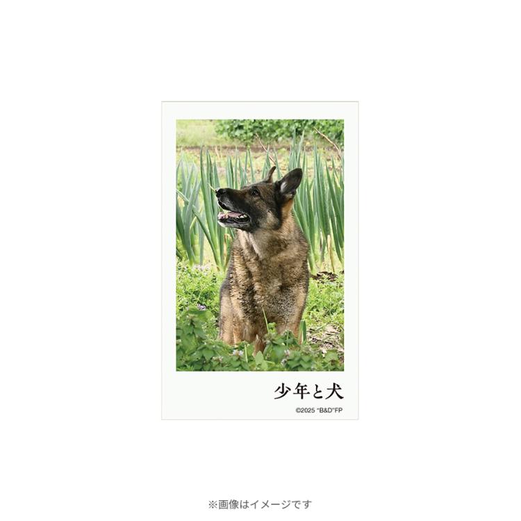 映画『少年と犬』／トレーディング場面写真ミニブロマイドセット