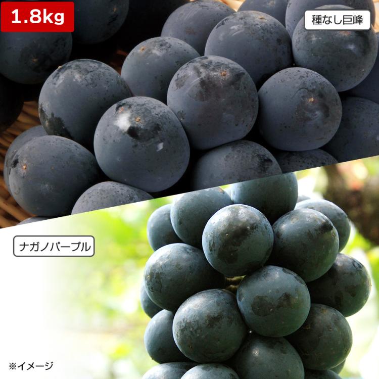 長野県産 種なし巨峰・ナガノパープ／2種食べ比べセット または