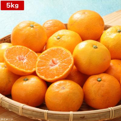 和歌山県産とっておきの早生みかん「天」/5kg 和歌山県産とっておきの早生みかん「天」/5kg