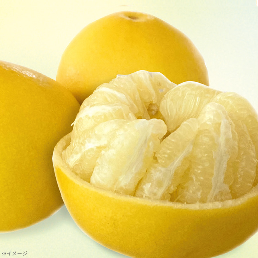 土佐文旦 お徳用／10kg（18〜26玉） | TBSショッピング