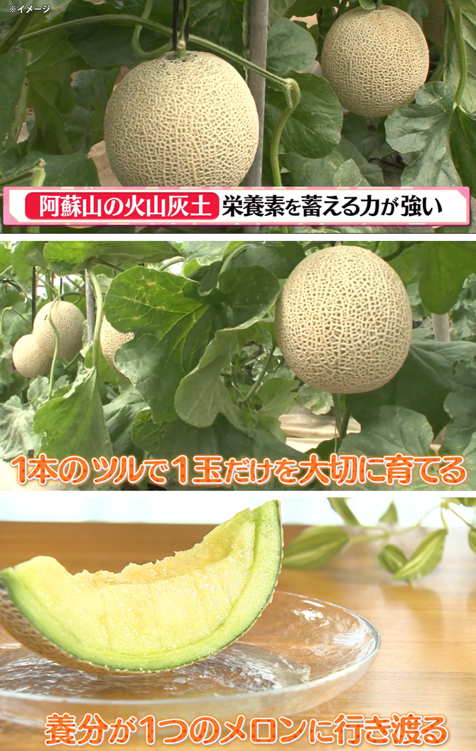 日本有数の産地、“熊本県産”
マスクメロンの中でも熊本県産がおすすめ！