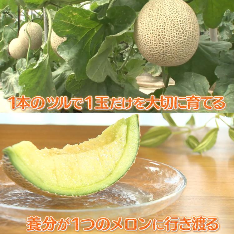 熊本県産 はねだしマスクメロン／1.5kg×3玉 | TBSショッピング