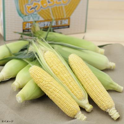 ハローキティ ふらのメロン／1.8kg×1玉 | TBSショッピング