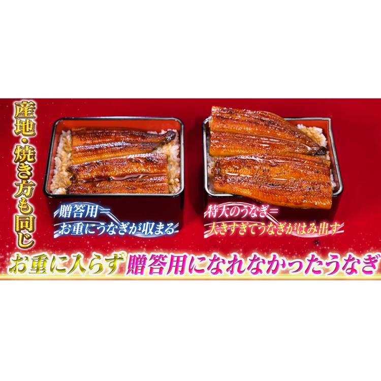 鹿児島県産うなぎ長焼き 特大サイズ | TBSショッピング